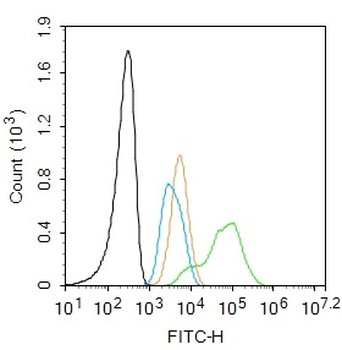 HOXB4 Rabbit Polyclonal Antibody