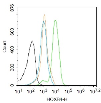 HOXB4 Rabbit Polyclonal Antibody