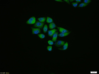 Phospho-HSP27 (Ser15) Rabbit Polyclonal Antibody