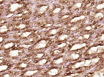 Hsc70 Rabbit Polyclonal Antibody