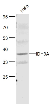 IDH3A Rabbit Polyclonal Antibody
