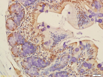 IKK alpha Rabbit Polyclonal Antibody