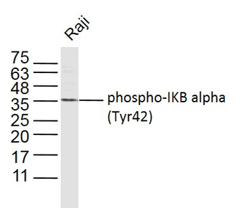 Phospho-IKB alpha (Tyr42) Rabbit Polyclonal Antibody
