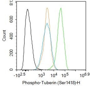 Tuberin (phospho-Ser1418) antibody