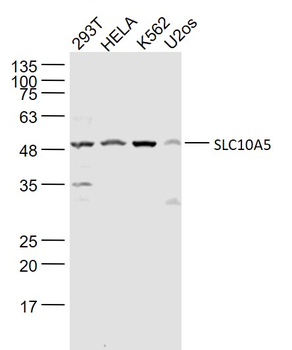 SLC10A5 Rabbit Polyclonal Antibody