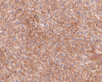 BCL2A1 Recombinant Rabbit Monoclonal Antibody