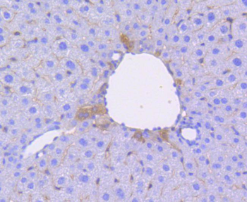 Oct4 Recombinant Rabbit Monoclonal Antibody