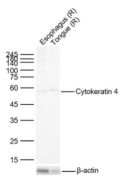 Cytokeratin 4 antibody