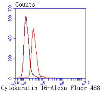Cytokeratin 16 Recombinant Rabbit Monoclonal Antibody