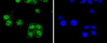 Cyclin E2 Recombinant Rabbit Monoclonal Antibody