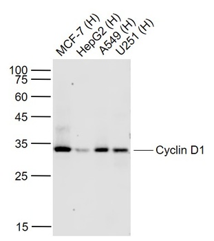 Cyclin D1 antibody
