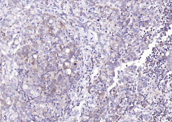 IRF6 Recombinant Rabbit Monoclonal Antibody