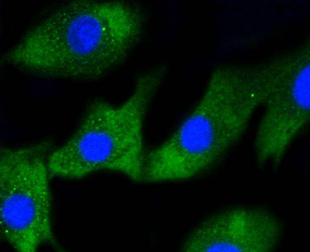 IRF1 Recombinant Rabbit Monoclonal Antibody
