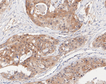 IRF1 Recombinant Rabbit Monoclonal Antibody