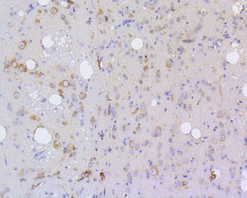 IRF1 Recombinant Rabbit Monoclonal Antibody