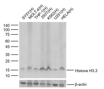 Histone H3.3 antibody