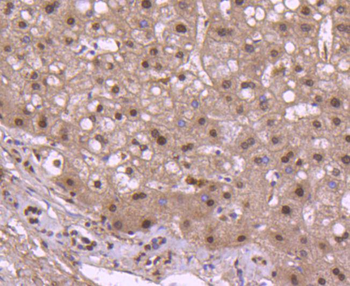 Histone H2B Recombinant Rabbit Monoclonal Antibody