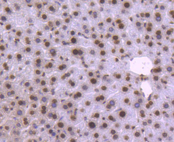 Histone H2B Recombinant Rabbit Monoclonal Antibody
