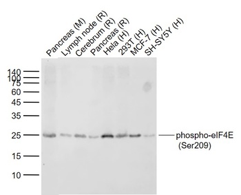 eIF4E (phospho-Ser209) antibody
