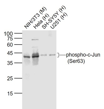 c-Jun (phospho-Ser63) antibody