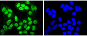 Phospho-SIRT1 (Thr530) Recombinant Rabbit Monoclonal Antibody