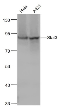 Stat3 antibody