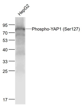 YAP1 (phospho-Ser127) antibody