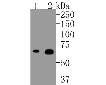 TrkB (phospho-Tyr817) antibody
