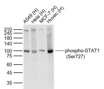 STAT1 (phospho-Ser727) antibody