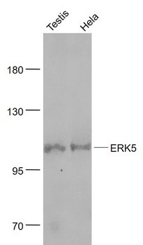 ERK5 antibody