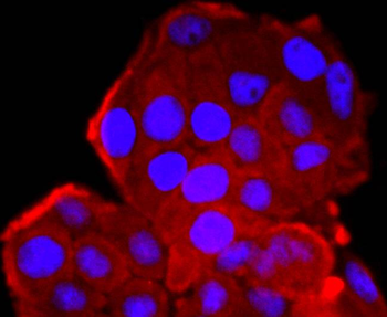CDK1 Recombinant Rabbit Monoclonal Antibody