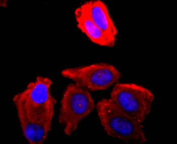 CDK1 Recombinant Rabbit Monoclonal Antibody
