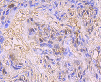 CDK1 Recombinant Rabbit Monoclonal Antibody