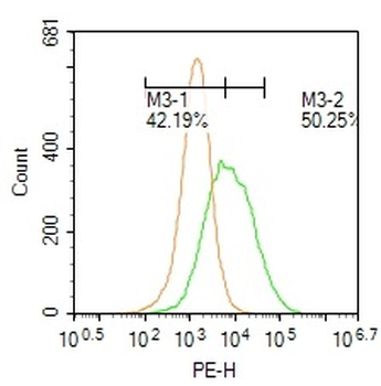 UAP56 Rabbit Polyclonal Antibody