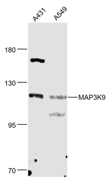 MAP3K9 Rabbit Polyclonal Antibody