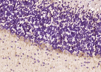 CNTF Receptor alpha Rabbit Polyclonal Antibody