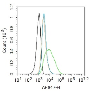 CEAcam8 Rabbit Polyclonal Antibody