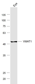 VMAT1 Rabbit Polyclonal Antibody