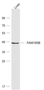 FAM105B Rabbit Polyclonal Antibody