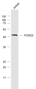 FOXD2 Rabbit Polyclonal Antibody