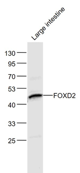 FOXD2 Rabbit Polyclonal Antibody