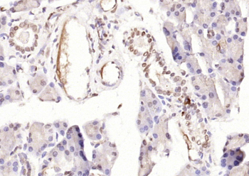 PTF1A Rabbit Polyclonal Antibody