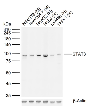 STAT3 Mouse Monoclonal Antibody