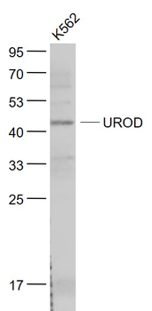 UROD Rabbit Polyclonal Antibody