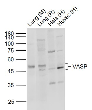 VASP Rabbit Polyclonal Antibody