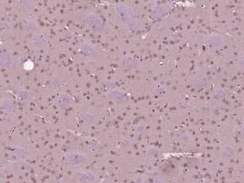 Phospho-Wee1 (Ser53) Rabbit Polyclonal Antibody
