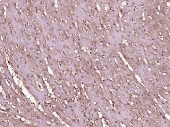 Phospho-Wee1 (Ser53) Rabbit Polyclonal Antibody