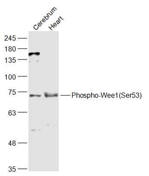 Phospho-Wee1 (Ser53) Rabbit Polyclonal Antibody