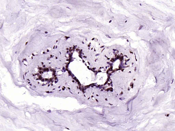 Phospho-YAP1 (Tyr407) Rabbit Polyclonal Antibody