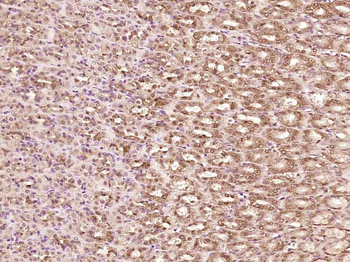 Phospho-YB1 (Ser102) Rabbit Polyclonal Antibody